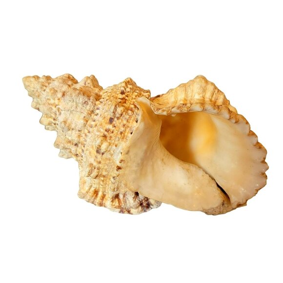 Large Frog Conch Seashell Tutufa Bubo Natural Vintage Shell JH1356 - Picture 2 of 6